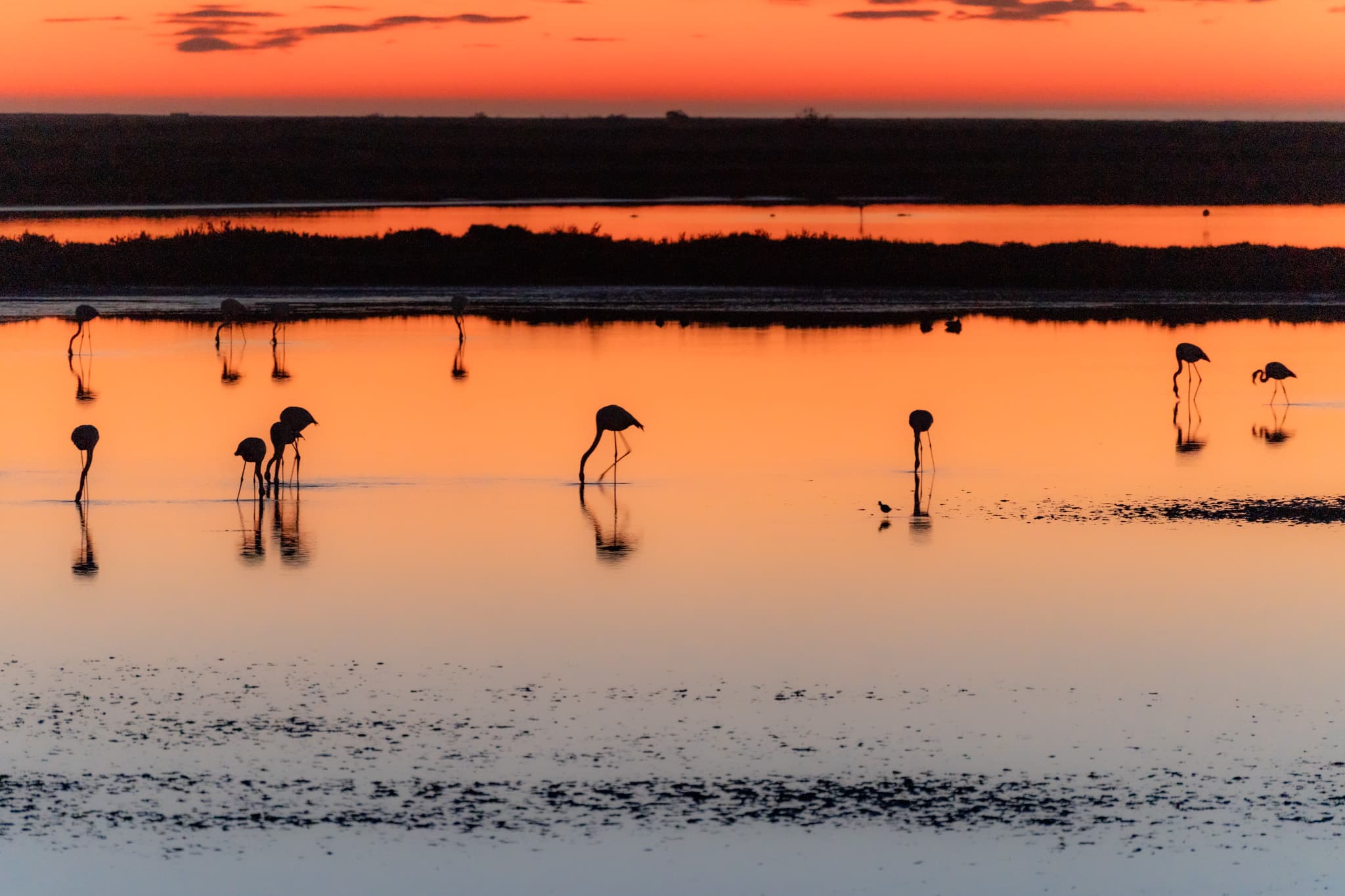 Ebro Delta · Water & Wings
