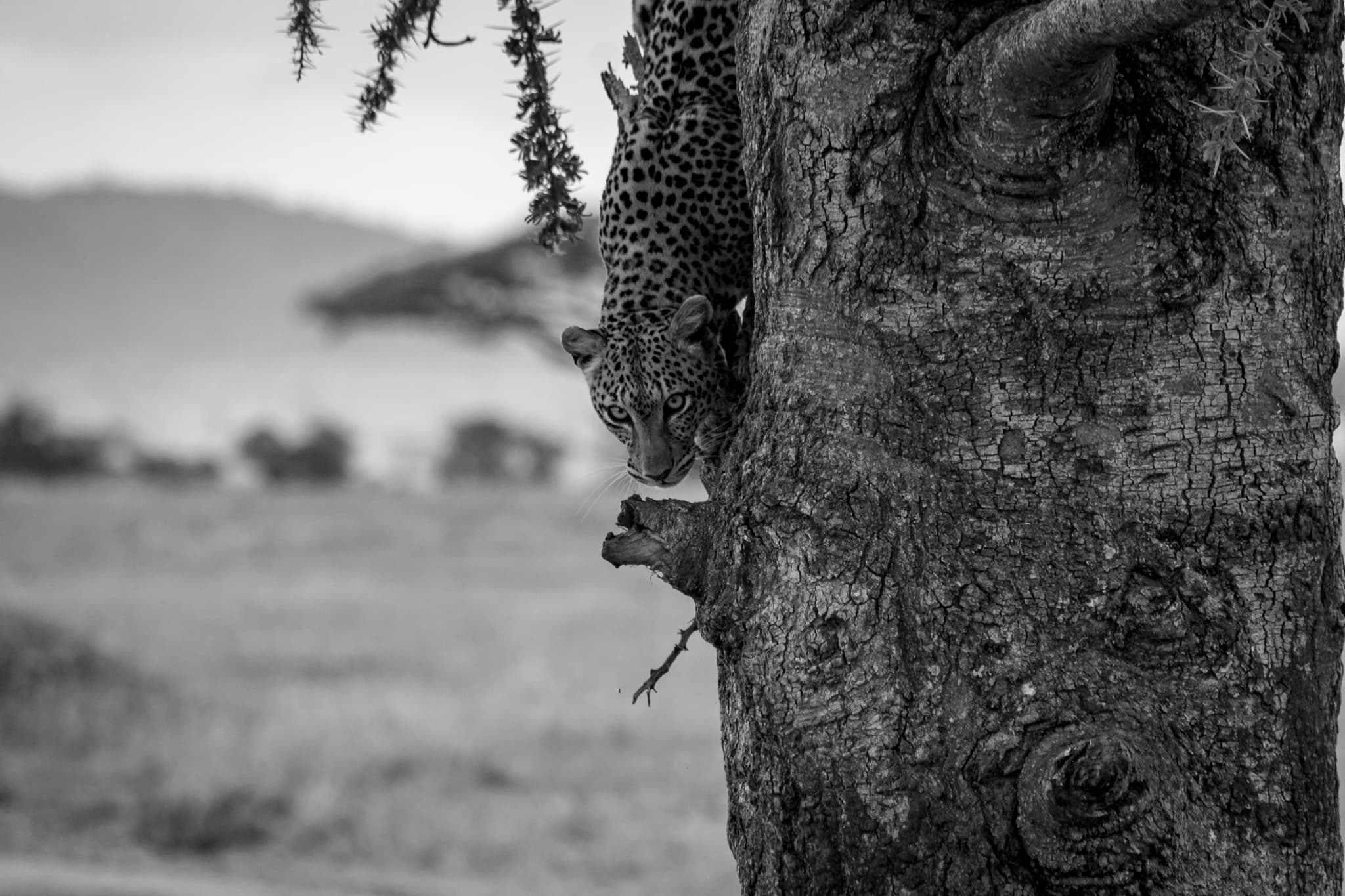Un lleopard treu el cap darrere d’un arbre en blanc i negre